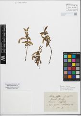 Foto von Salix fragilis L.